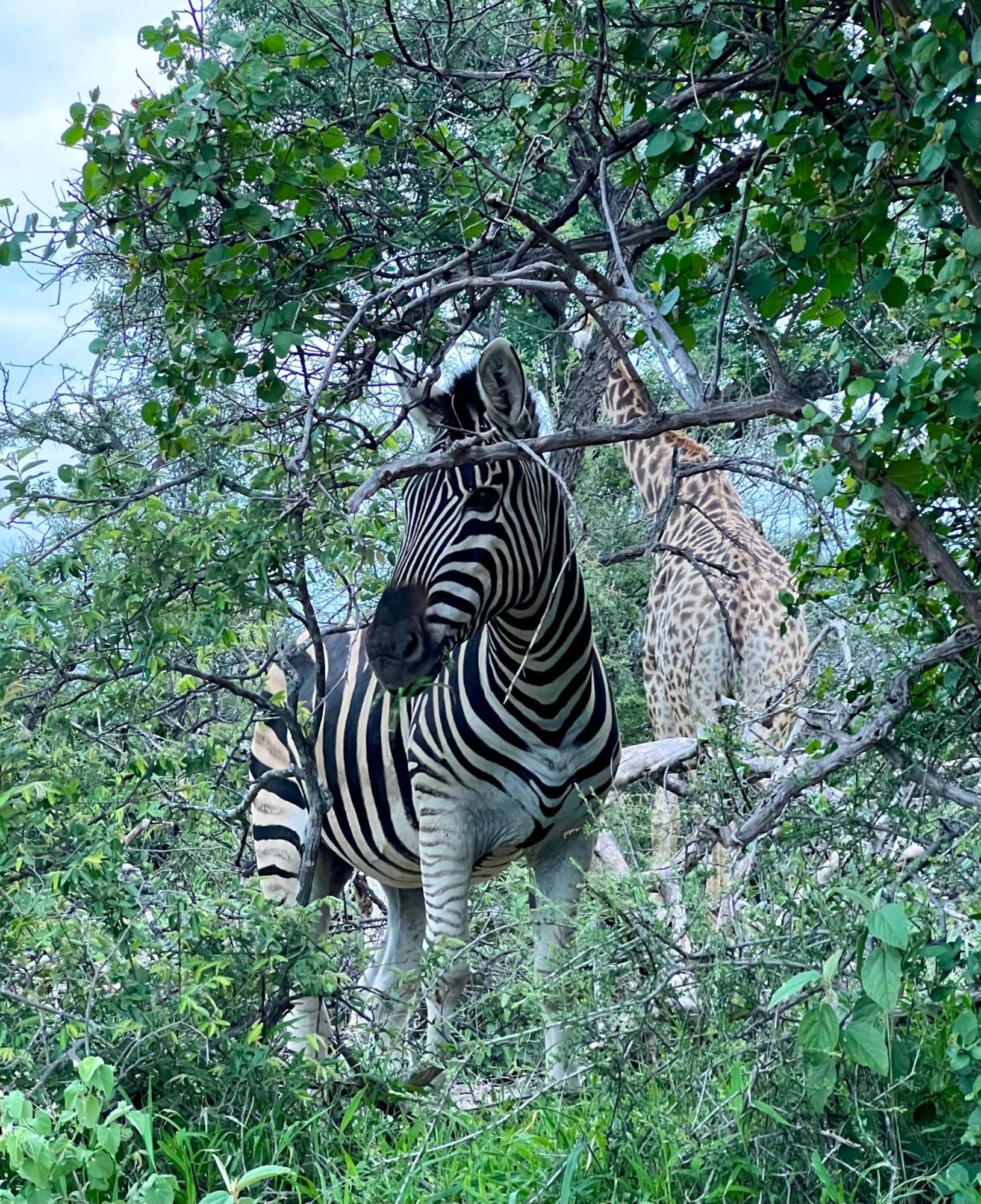 Villa The Bush Hut Hoedspruit Esterno foto