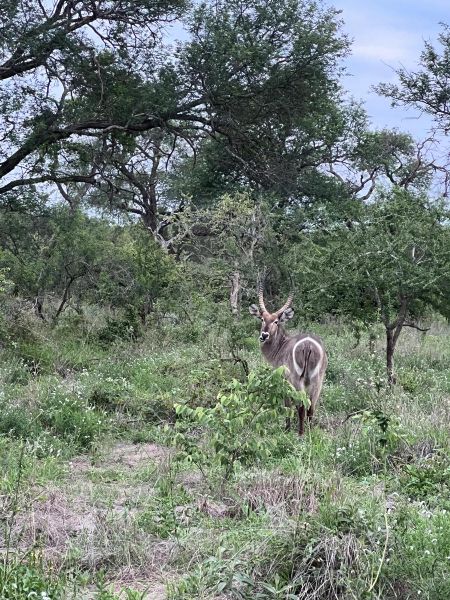 Villa The Bush Hut Hoedspruit Esterno foto