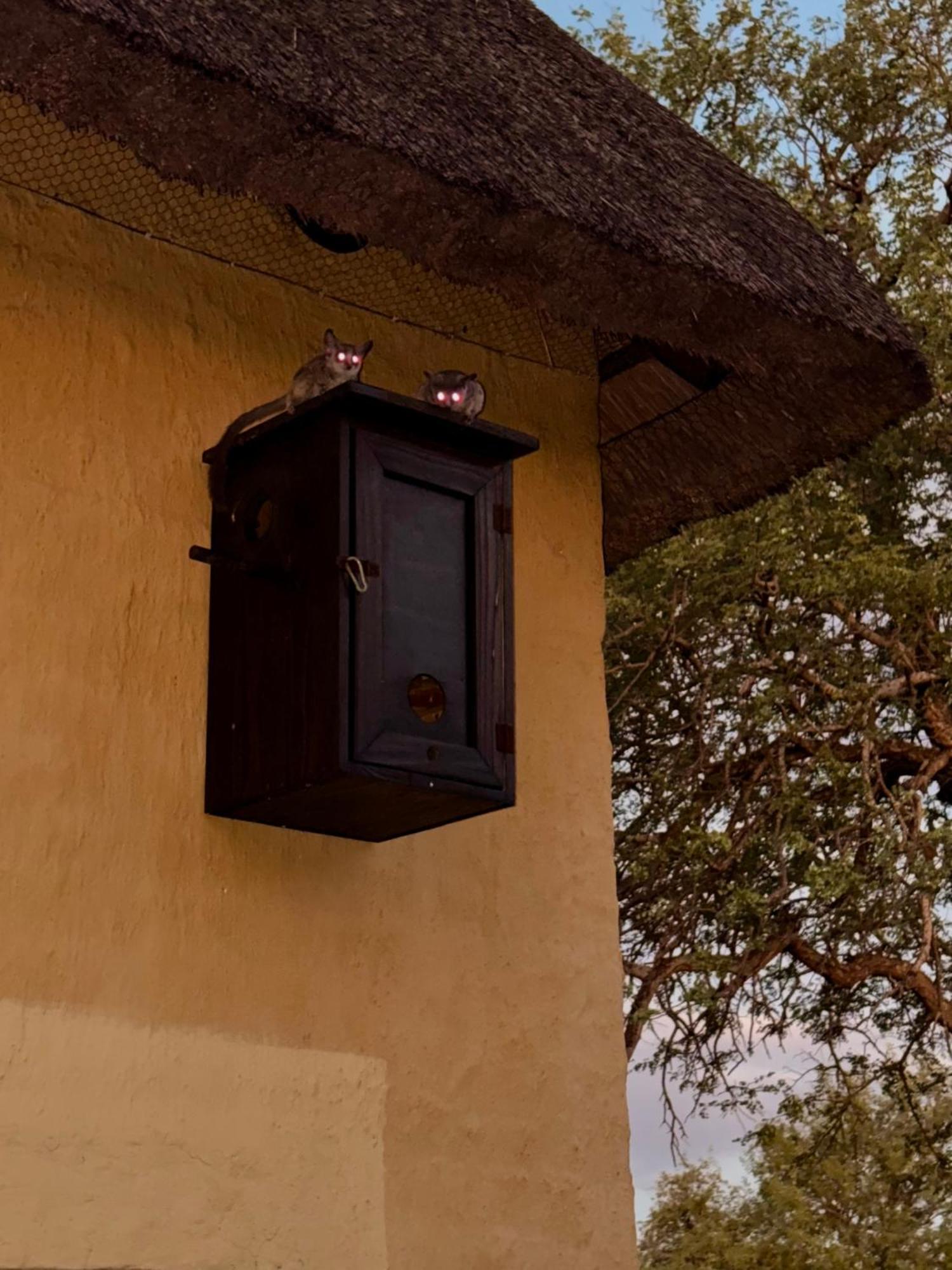 Villa The Bush Hut Hoedspruit Esterno foto