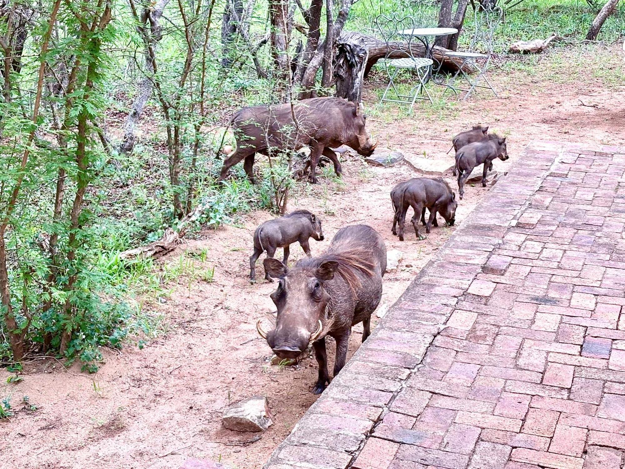 Villa The Bush Hut Hoedspruit Esterno foto
